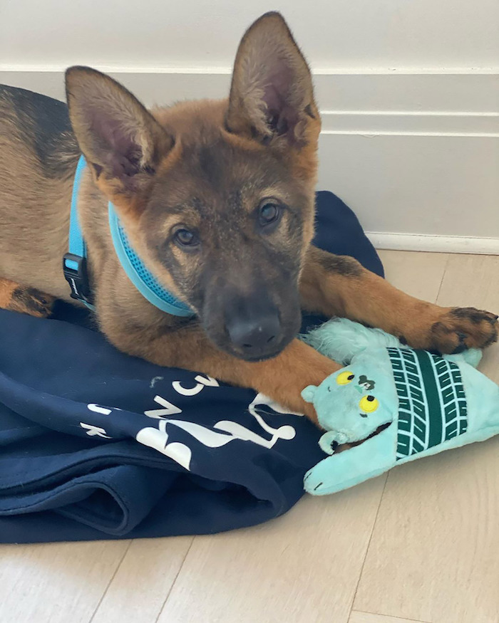 ein boden aus holz, der kleine deutsche schäferhund gino, überraschung von priyanka chopra für den us-amerikanischen sänger nick jonas 