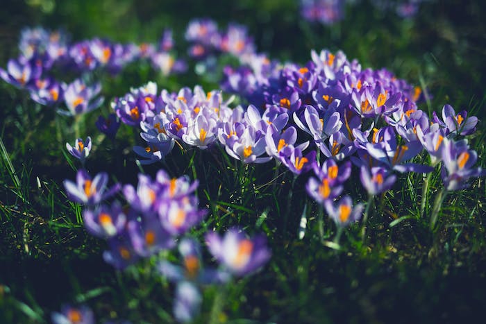Der richtige Zeitraum für das Pflanzen der Blumenzwiebeln, lila Krokusse 
