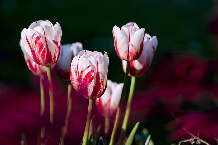 Ab September wird es Zeit für die Blumenzwiebeln, rot weiße Tulpen 