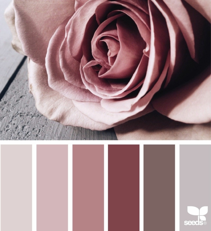 Welche Farbe passt zu rosa, Farbpalette für Wandfarbe in verschiedenen Schattierungen, Bild von einer Rose, Farben für Wohnzimmer tipps