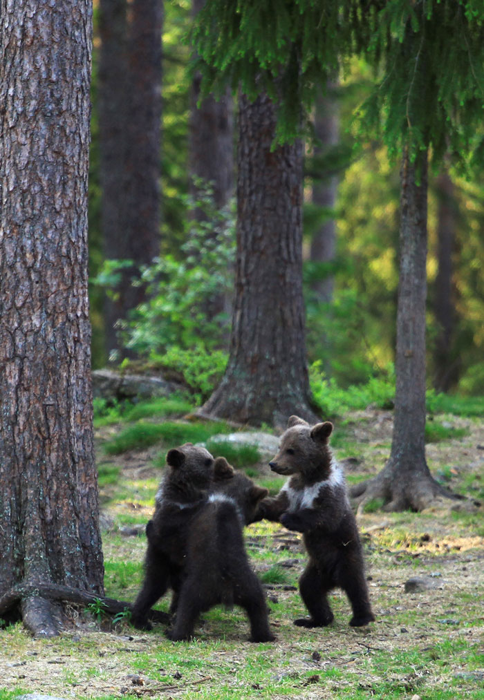 wald mit grünen böumen, drei kleine tanuende bären. der fotograf Valtteri Mulkahainen