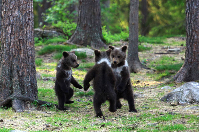 der finnische fotograf Valtteri Mulkahainen fingt drei kleine tanzende bären im wald ein