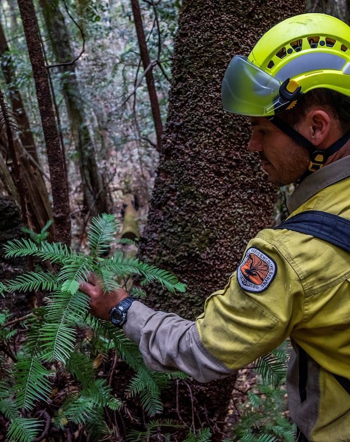 ein junger Feuerwehrmann, der die letzten wilden binosaurierbäume in astralien rettet, ein wald mit immergrünen wollemien