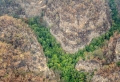 Geheime Löschaktion: Australische Feuerwehr hat die Dinosaurier-Bäume gerettet