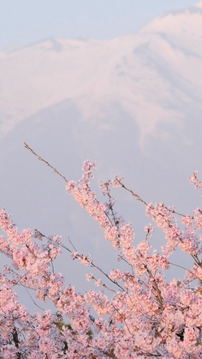 Foto vom Baum mit schönen rosa Blüten, aesthetic background, ästhetische Tapete für Handyhintergrund