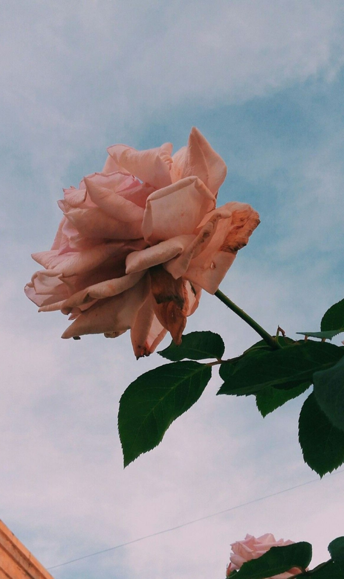 Nahaufnahme von einer pinken Rosen mit grünen Blättern, aesthetic backgrounds, ästhetische Tapete für Handy