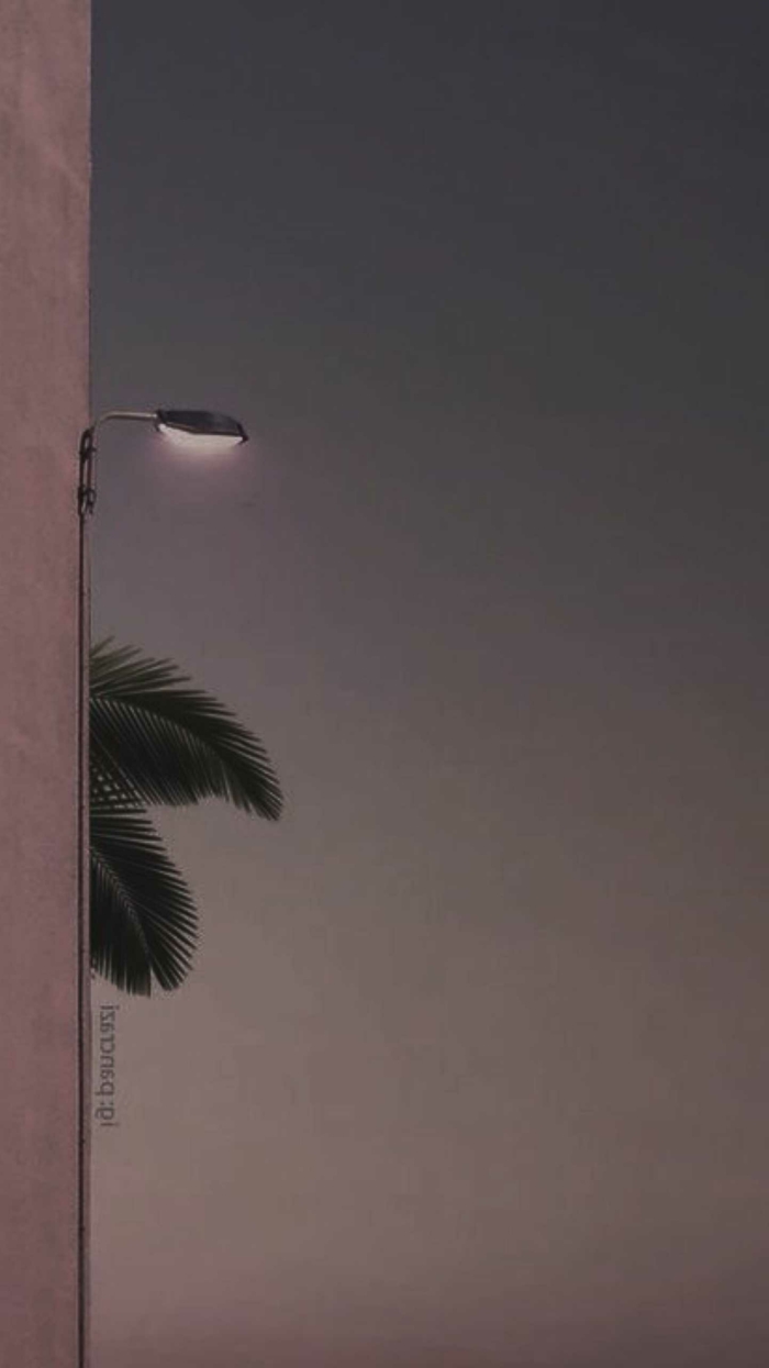 große Blätter von einer Palme und große leuchtende Straßenlampe, aesthetic phone wallpapers