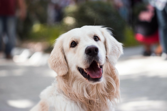 hundepflege tipps und infos, haustier anschaffen, glücklicher hund 