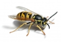 Hausmittel, mit denen man Wespen vertreiben und ein Wespennest entfernen kann!