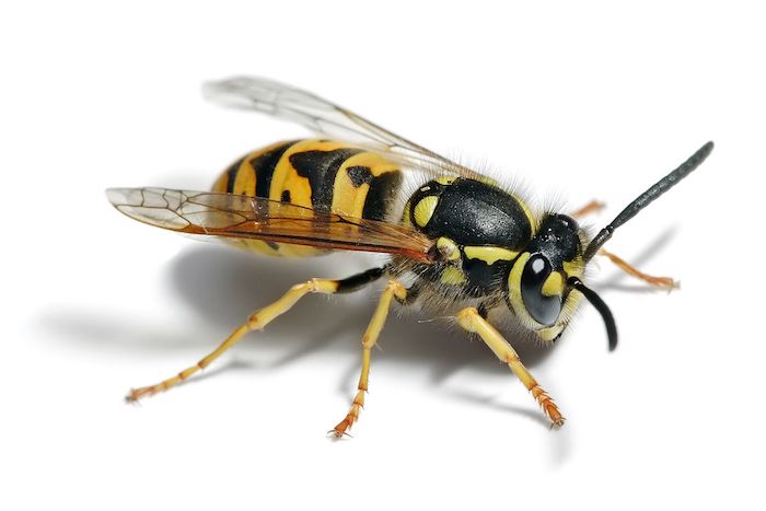 ein bild mit einer gelben deutschen wespe sind wespen unter naturschutz wespennest entfernen mit hausmittel