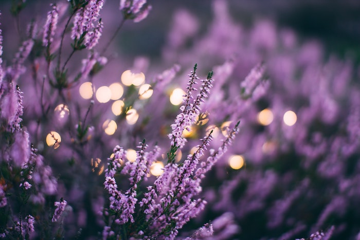 ein bild mit vielen violetten lavendel pflanzen wie kann man wespen vertreiben mit ätherischen ölen