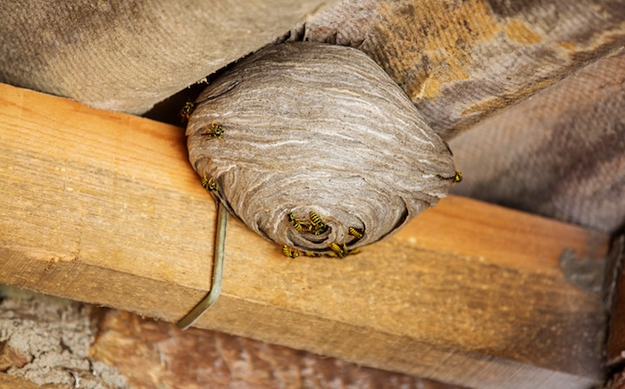ein goßes beiges wespennest unter dem dach mit vielen kleinen gelben wespen wie kann man wespennest entfernen