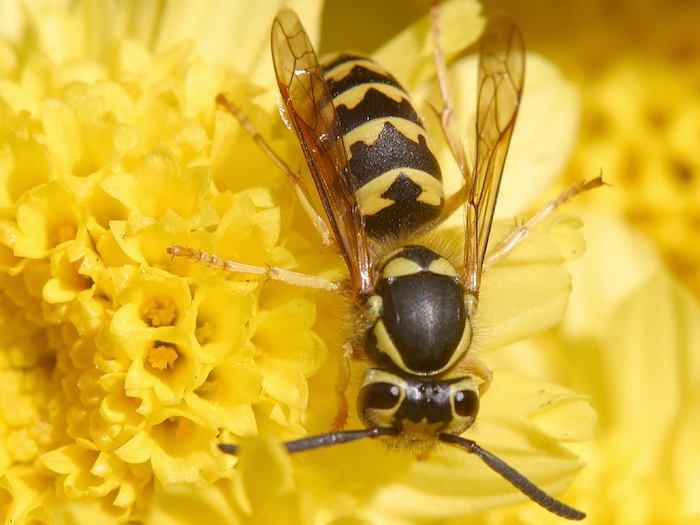 eine große wespe ueine gelbe blume wespennest entfernen