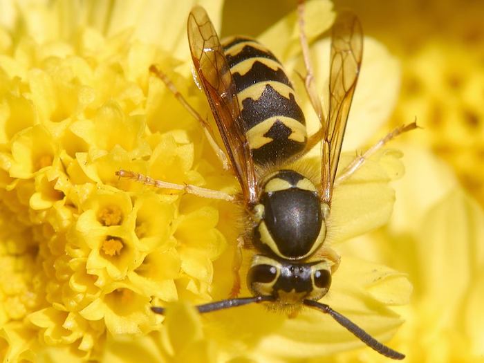 eine große wespe ueine gelbe blume wespennest entfernen