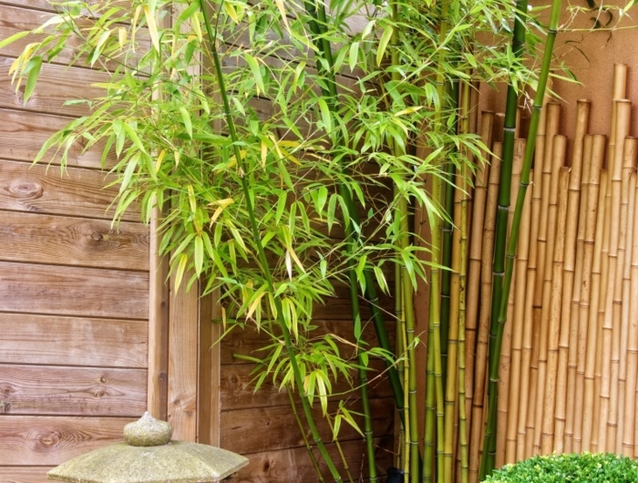 japanese garden with bamboos and stone lantern