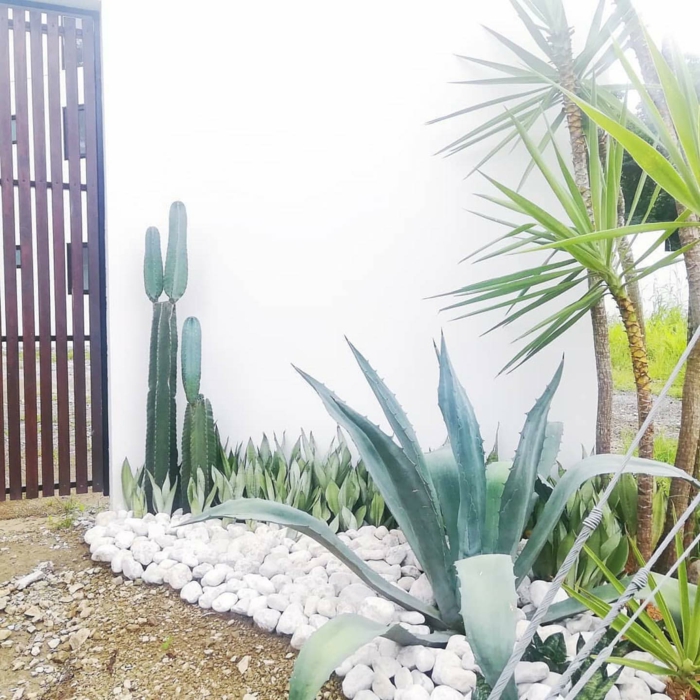 steinbeet anlegen weiße steine große kakteen garten im zen stil agave tequilana pflanze