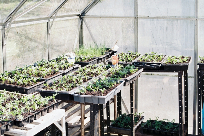 gewächshaus groß wamadirekt de gewächshäuser aus glas wie schützen sie ihre pflanzen im sommer