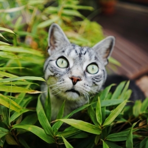 katzen vertreiben hausmittel eine graue katze mit großen grünen augen katzen aus garten vertreiben