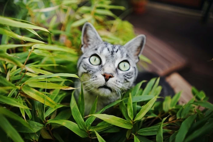 katzen vertreiben hausmittel eine graue katze mit großen grünen augen katzen aus garten vertreiben