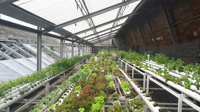 wamadirekt de gewächshäuser aus glas kaufen tipps und ideen für schutz von pflanzen im sommer