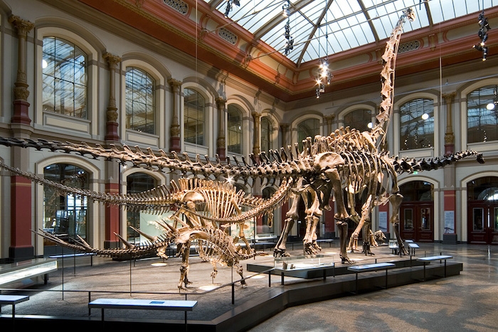 ein museem mit dinosauriern was kann man heute machen die museen in der eigenen stadt besuchen