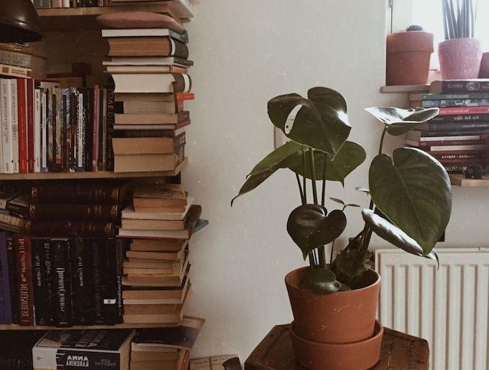 regal mit vielen büchern mittelgroße grüne pflanze vintage inneneinrichtung zimmer einirchten ideen runder tisch aus holz tumblr deko artikel