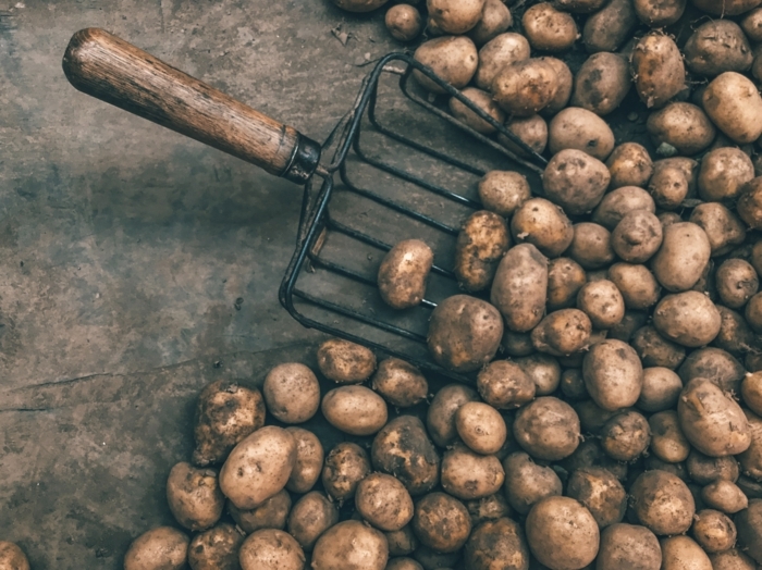 kartofeelszppe zubereiten einfach sorten kartoffeln mehlig kochende kartoffeln