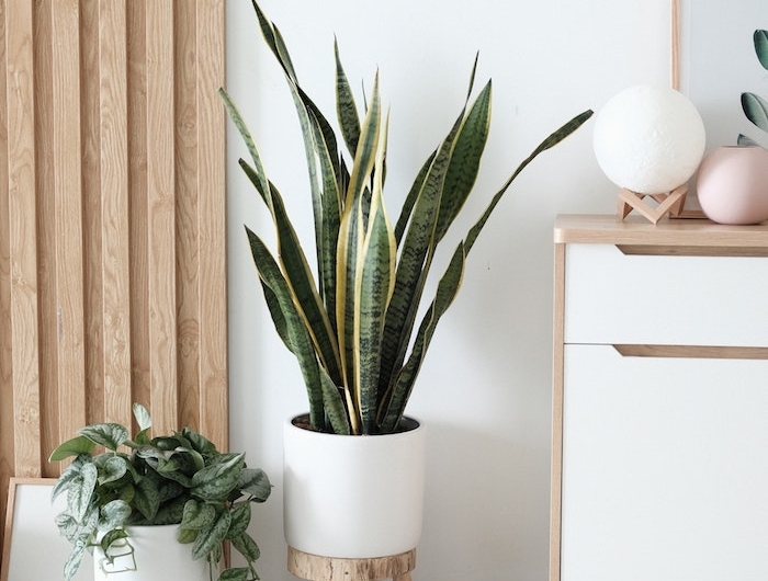 weiße vase große grüne pflanze kleine runde stühle aus holz große holzkommode innenausstattung 2020 inspiration wohnzimmer einrichten modern minimalistische einrichtung