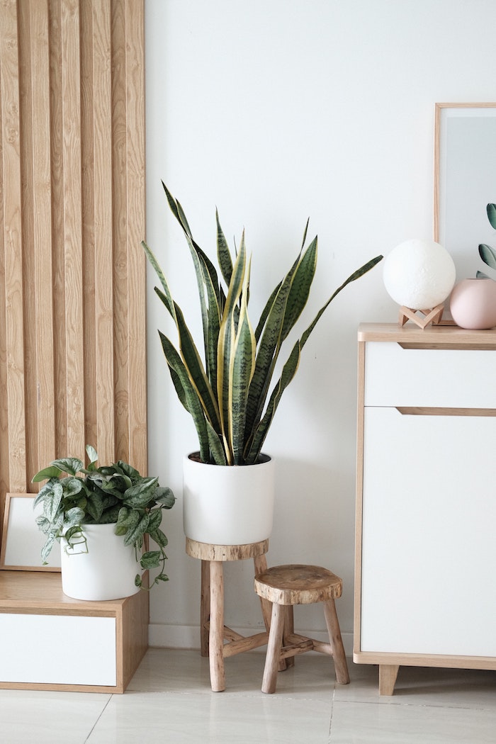 weiße vase große grüne pflanze kleine runde stühle aus holz große holzkommode innenausstattung 2020 inspiration wohnzimmer einrichten modern minimalistische einrichtung