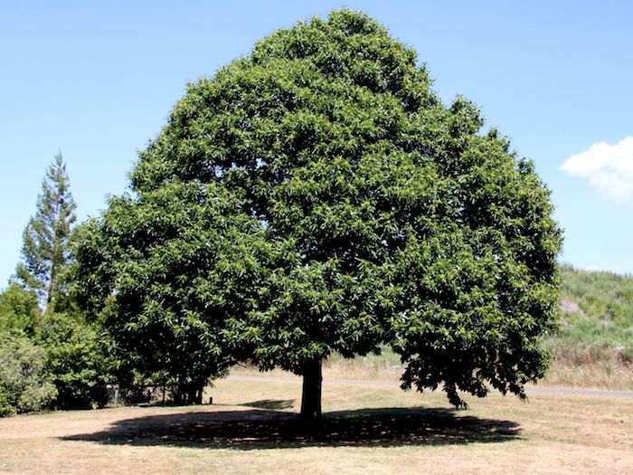 esskastanie / edelkastanie / marone castanea sativa