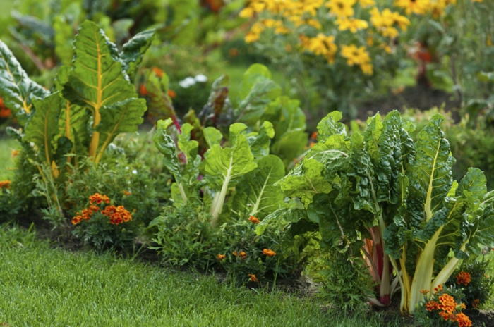 mangold rezepte zubereiten pflanzen wie anbauen im garten