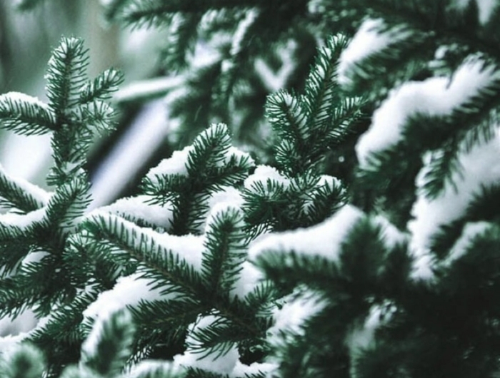 grüner tannenbaum bedeckt mit schnee adventsbildeer kostenlos herunterladen hintergrund handy bilder kostenlos