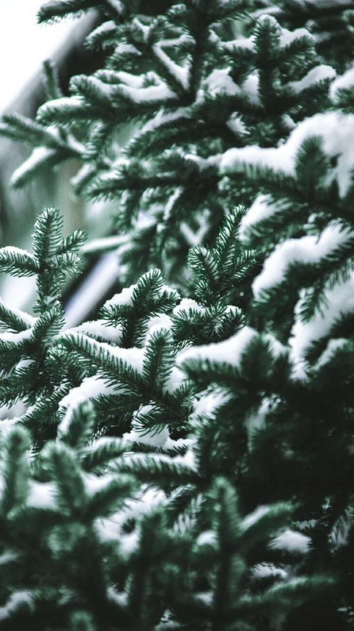 grüner tannenbaum bedeckt mit schnee adventsbildeer kostenlos herunterladen hintergrund handy bilder kostenlos