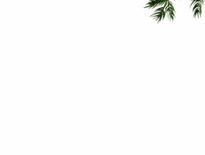 minimalistische wallpaper handy tannenbaumzweige weihnachtsbilder kostenlos als hintergrund iphone