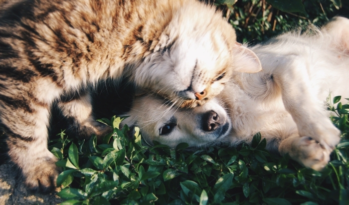 süße katze und hund haustiere coronavirus covid 2019 guide für haustiere