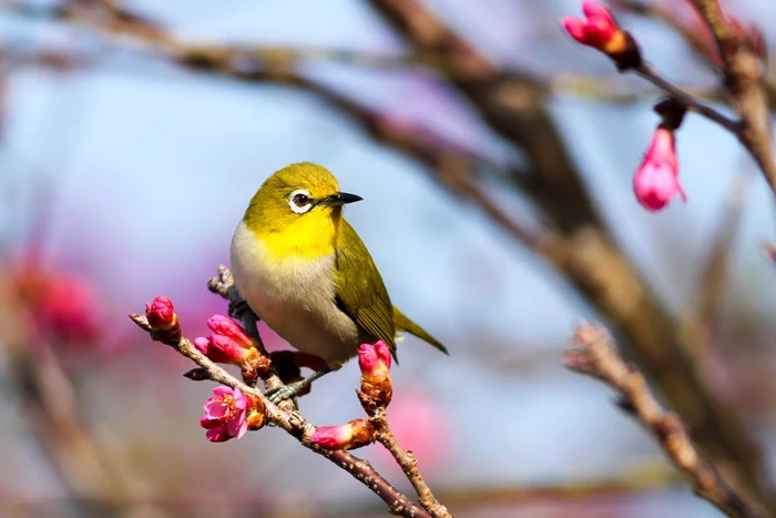 vogelschtuz tipps für den heimischen garten vogel am zweig baum