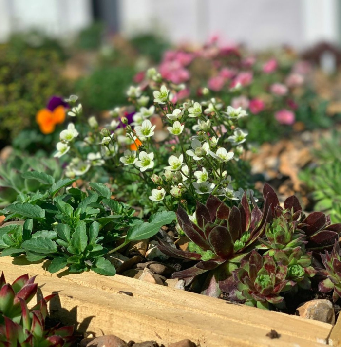 mülltonnenbox bepflanzbar mülltonnenbox holz selber bauen müllbox selber bauen blumen