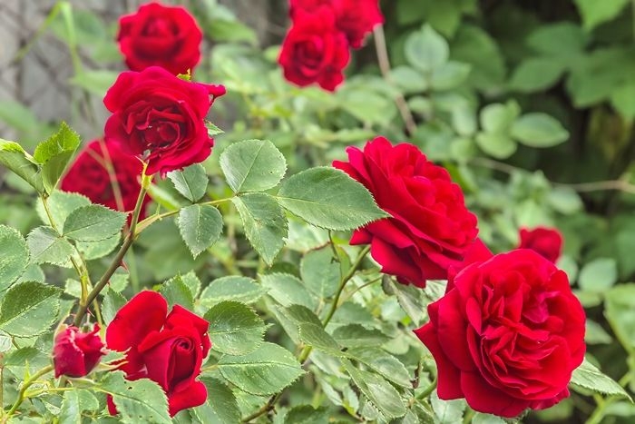 rosen richtig schneiden hilfreiche tipps gartenblumen pflege gartentipps