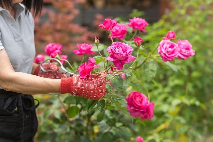 rosen richtig schneiden rosa blumen garten pflegen tipps zurrosenpflege