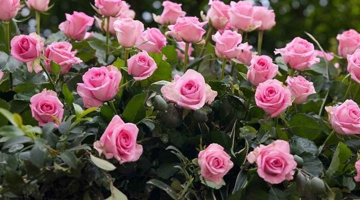 rosen schneiden frühjahr hübsche rosa blumen im garten tipps zur pflege