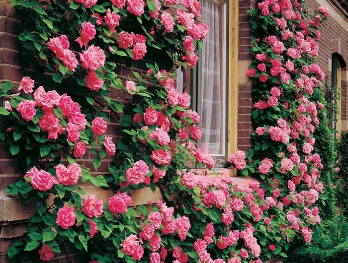 rosen schneiden frühjahr rosa blumen atemberaubende gartendeko tipps für gärtner und hobbygärtner