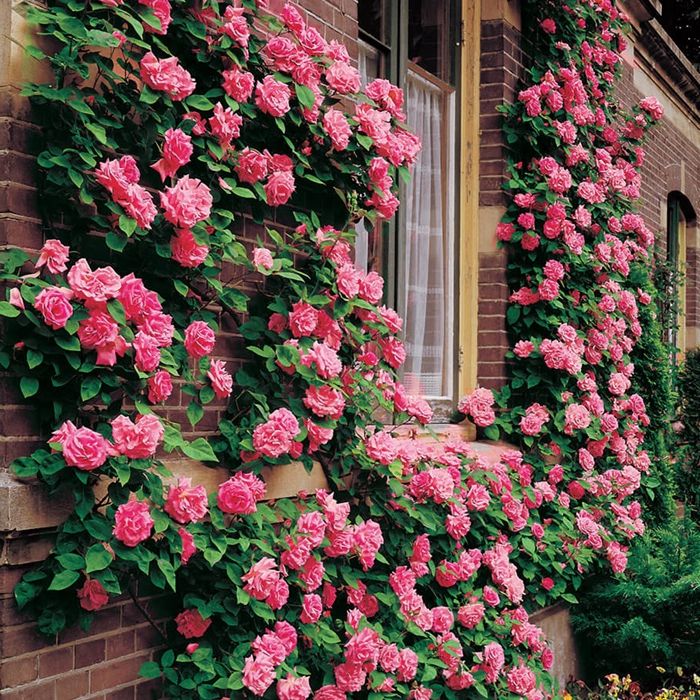 rosen schneiden frühjahr rosa blumen atemberaubende gartendeko tipps für gärtner und hobbygärtner