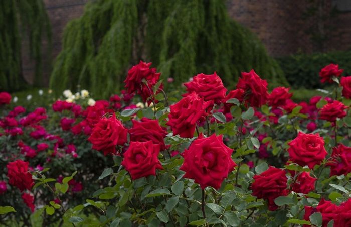 rosen schneiden frühjahr rote blumen wie schneidet man rosen tipps richtige methode