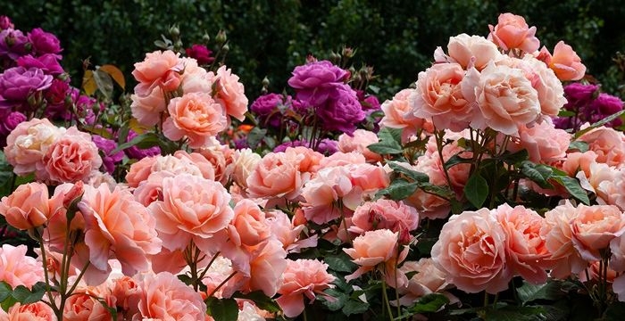 rosen schneiden im herbst rosa blumen im garten gartendeko rosenpflege