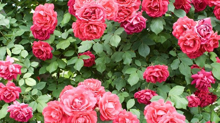 rosen schneiden im herbst schritt für schritt nützliche tipps für gärtner