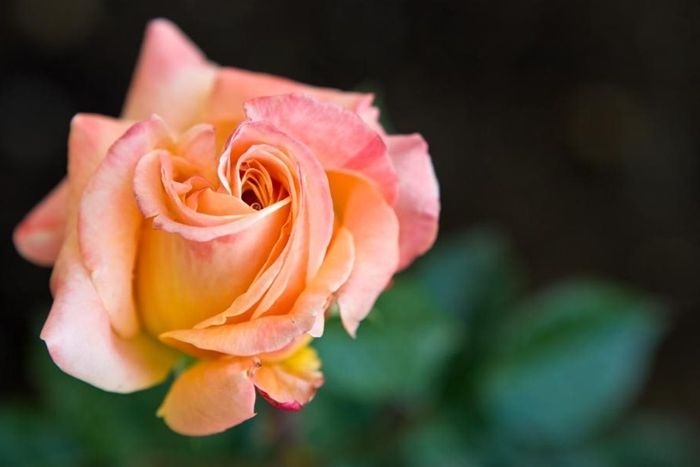 rosen schneiden im herbst tipps und tricks rosenpflege gartenblumen