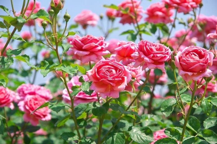rosen schneiden richtige methode garten gestalten gartenpflanzen rosenbüsche
