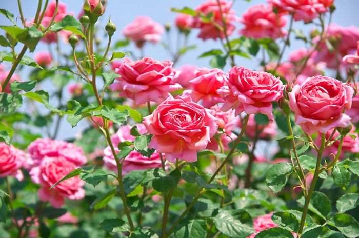 rosen schneiden richtige methode garten gestalten gartenpflanzen rosenbüsche