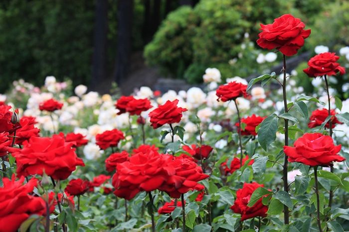 rosen schneiden rote und weiße blumen im garten gartenblumen gartenpflanzen