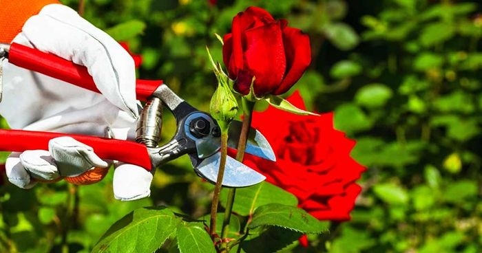 rosen schneiden wie macht man das richtig rote blume gartenschere blumen pflegen